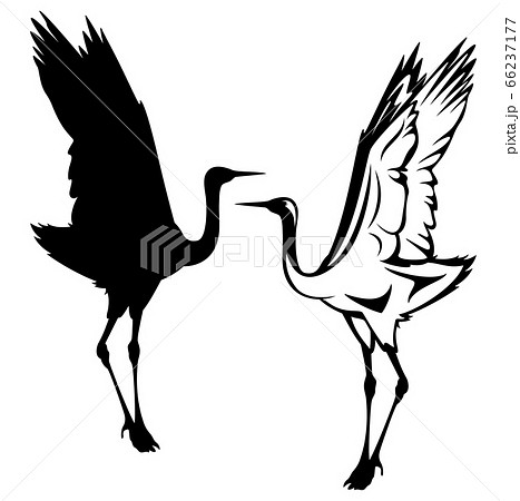 Dancing Japanese Crane Black And White Vector のイラスト素材