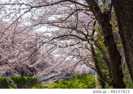 遊歩道から眺める桜並木 遊歩道から眺める桜並木 66237623