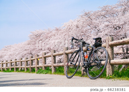 ロードバイクと桜の写真素材