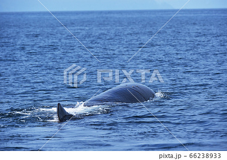 マッコウクジラの背びれ(北海道・羅臼沖) マッコウクジラの背びれ(北海道・羅臼沖) 66238933