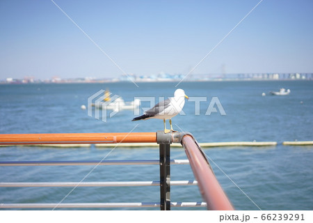 鳥 夏 屋外 66239291