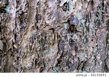 イチョウの大木の樹皮 イチョウの大木の樹皮 66239691