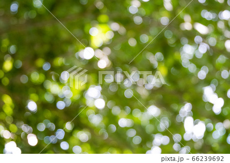 玉ボケ【木漏れ日・初夏】 玉ボケ【木漏れ日・初夏】 66239692