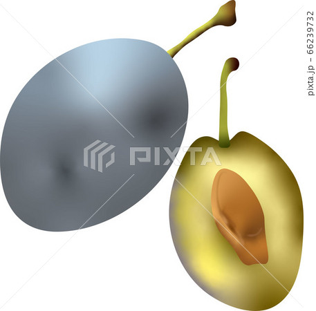 プルーンのイラストのイラスト素材