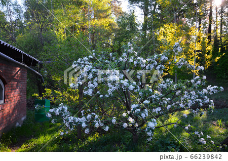 Blooming Apple tree in the garden. Lit by the morning light. Against the background of bursting spring leaves of birch. 66239842