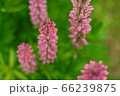ルピナス 66239875
