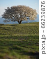 一本桜 66239876