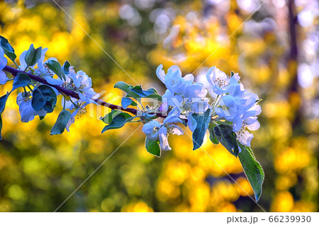 Blooming branch of an Apple tree on a yellow background, bursting birch leaves. Close up Blooming branch of an Apple tree on a yellow background, bursting birch leaves. Close up 66239930