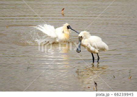 野鳥 鳥 湖 66239945