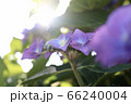 咲き始めの紫陽花 66240004