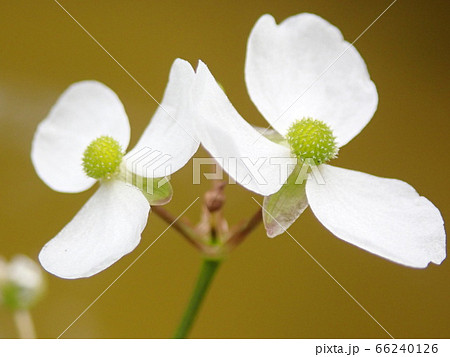 ナガバオモダカの花 66240126