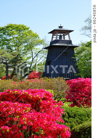 沼田城址公園のツツジと鐘楼 66240856