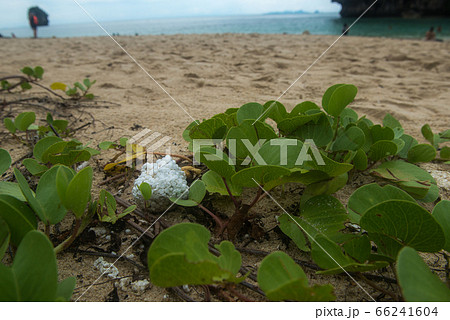 Trash on the beach Trash on the beach 66241604