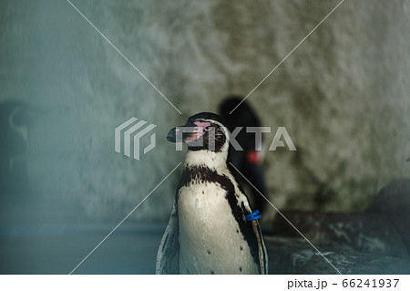 鋭い目つきのペンギン 鋭い目つきのペンギン 66241937