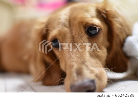 ふてくされた犬 66242539