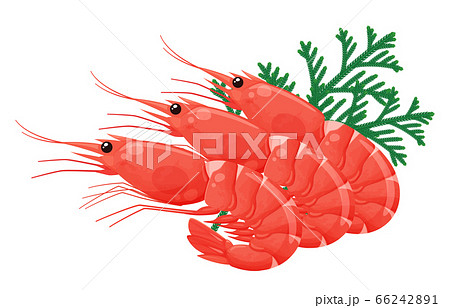 敷き葉のある赤エビのイラスト_ヒバ_ヒノキアスナロ 66242891