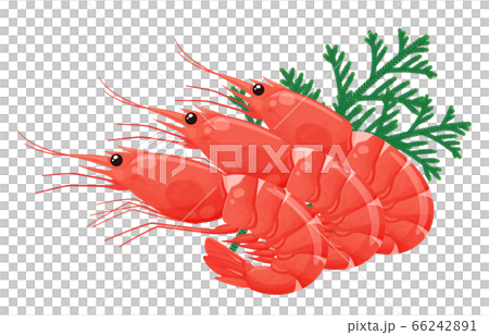 敷き葉のある赤エビのイラスト_ヒバ_ヒノキアスナロ 66242891