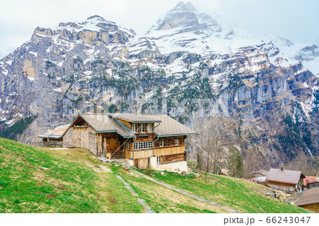Beautiful view of landscape in the Alps at gimmelwald & murren villages in Switzerland. Green field & golden flower with snow-covered mountain in background. 66243047