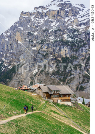 Beautiful view of landscape in the Alps at gimmelwald & murren villages in Switzerland. Green field & golden flower with snow-covered mountain in background. 66243048