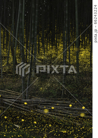 【夏イメージ】ヒメボタルの乱舞 66243224