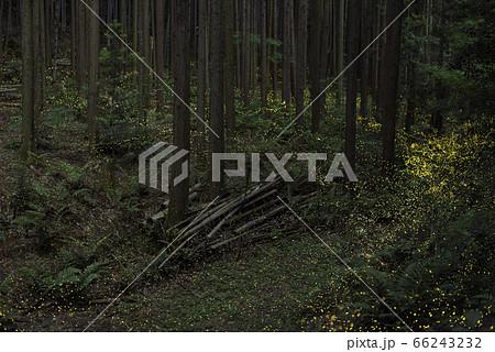 【夏イメージ】ヒメボタルの乱舞 66243232