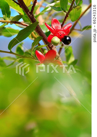 黒く色づき始めたミッキーマウスの木の実 黒く色づき始めたミッキーマウスの木の実 66243316