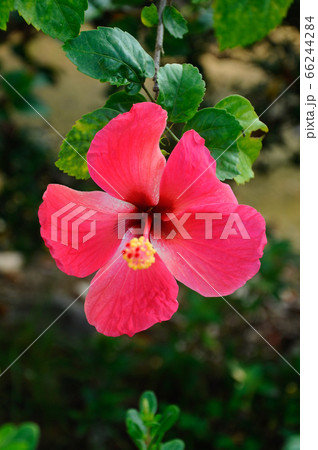 Hibiscus rosa-sinensis is a genus of flowering plants in the mallow family, Malvaceae. It was a Malaysian national flower.  66244284