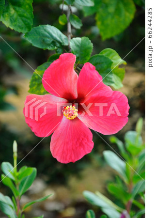 Hibiscus rosa-sinensis is a genus of flowering plants in the mallow family, Malvaceae. It was a Malaysian national flower.  66244285