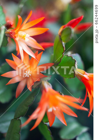 schlumbergera plant in blossom, red and pink schlumbergera plant in blossom, red and pink 66244699
