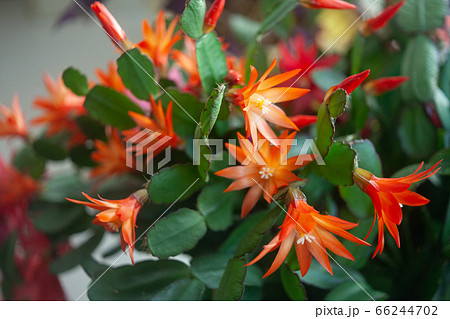 schlumbergera plant in blossom, red and pink 66244702
