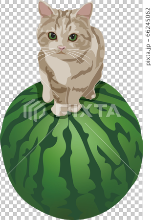 スイカに乗る猫のイラスト素材 [66245062] - PIXTA