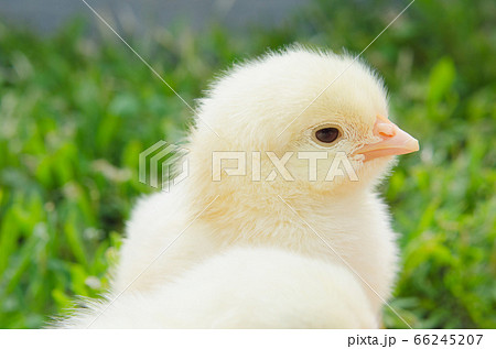 Cute little chicken on green grass Cute little chicken on green grass 66245207