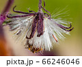 Detail of a flower of a Gynura aurantiaca, a purple plant, which gives off an unpleasant smell. 66246046