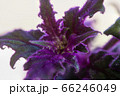 Detail of the leaves of a Gynura aurantiaca plant, with a velvet texture and a color between green and purple. 66246049