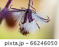 Detail of a flower of a Gynura aurantiaca, a purple plant, which gives off an unpleasant smell. 66246050
