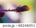Detail of a flower of a Gynura aurantiaca, a purple plant, which gives off an unpleasant smell. 66246051