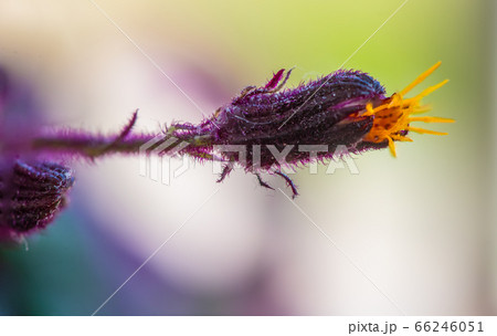 Detail of a flower of a Gynura aurantiaca, a purple plant, which gives off an unpleasant smell. 66246051