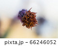 Detail of a flower of a Gynura aurantiaca, a purple plant, which gives off an unpleasant smell. 66246052
