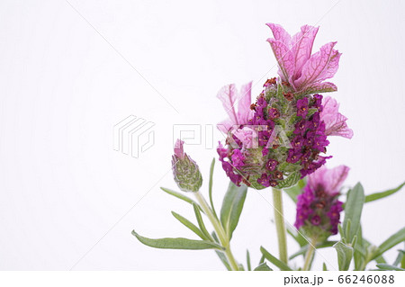 ラベンダー・マドリードピンク 66246088