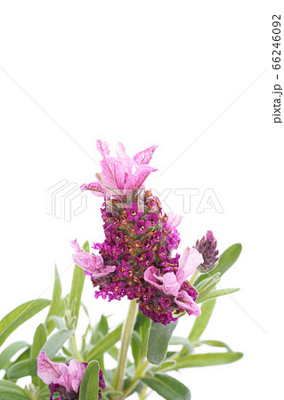 ラベンダー・マドリードピンク 66246092