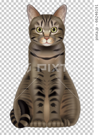 猫のイラスト 猫のイラスト 66246191