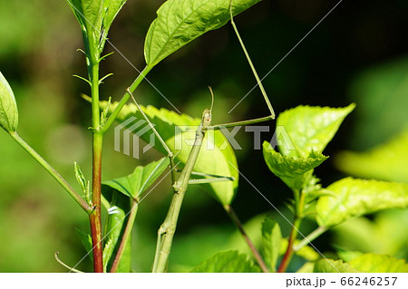 緑色のナナフシ、ハイビスカスになり切る 66246257