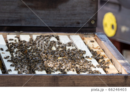 Close up view of the open hive showing the frames 66246403