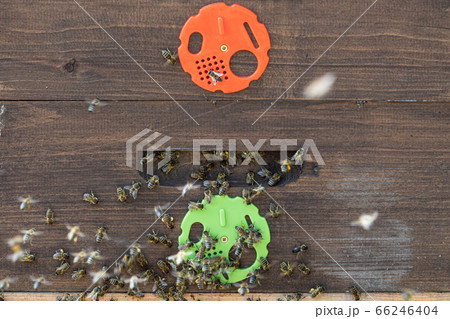 Close up of flying bees. Wooden beehive and bees. 66246404