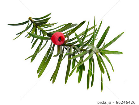 Taxus baccata known as yew, English yew or Taxus baccata known as yew, English yew or 66246426