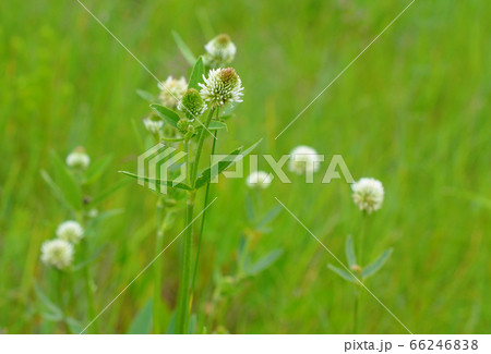 Flowers Trifolium montanum, the mountain clover on 66246838