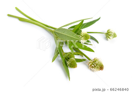 Trifolium montanum, the mountain clover. Isolated 66246840