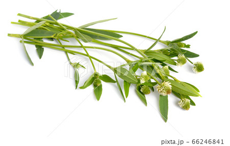 Trifolium montanum, the mountain clover. Isolated 66246841