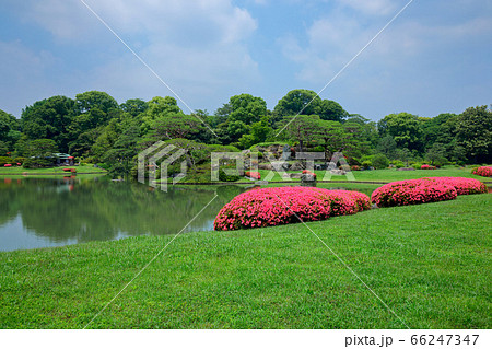 六義園の鮮やかなピンク色のサツキの花 66247347