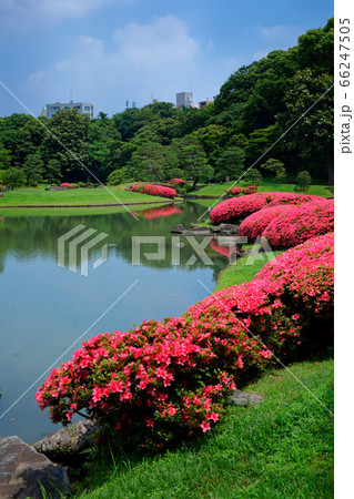 六義園の鮮やかなピンク色のサツキの花の写真素材